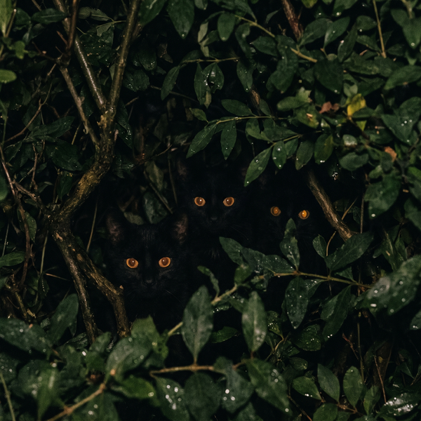 Glowing Creature Eyes, 3 Pairs
